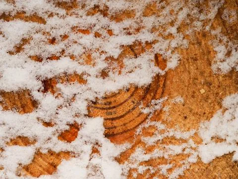 Close up of freshly cut pine logs in snow showing grain pattern and growth rings Stock Photos