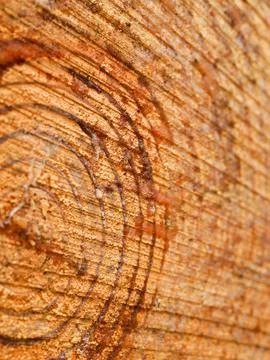 Close up of freshly cut pine logs in snow showing grain pattern and growth rings 스톡 사진