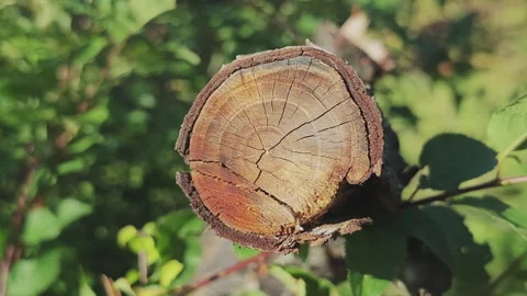 Close up of a freshly cut tree branch. The detailed cross section reveals Stock Footage 346410234