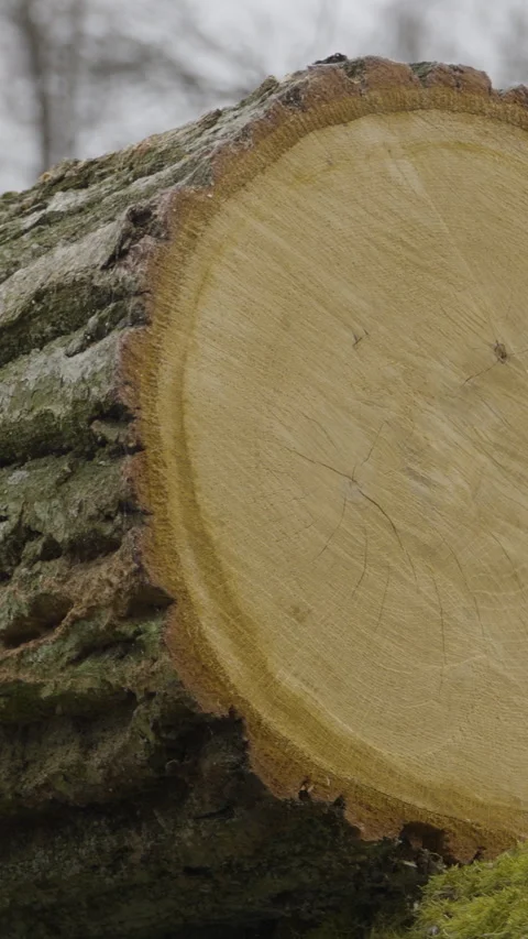 Close Up Of Freshly Cut Tree Log In Winter Forest Video stock 332972599