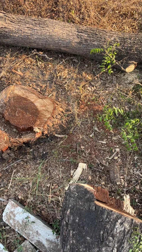 Close-up of a freshly cut tree stump and logs on forest ground 스톡 동영상 331449871