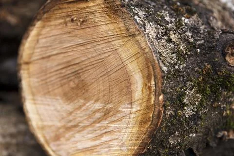 Close-up of freshly cut tree trunk with visible growth rings Stock Photos