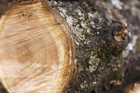 Close-up of freshly cut tree trunk with visible growth rings. Stock Photos