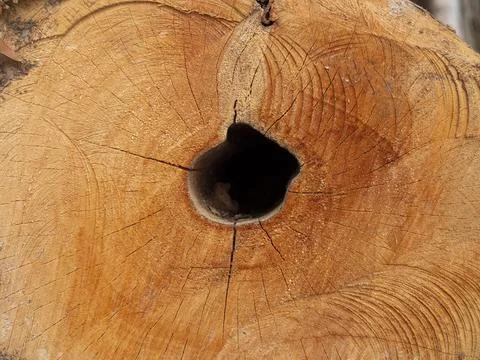 Close-up of a freshly cut tree trunk with exposed wood grain, natural crack.. 스톡 사진
