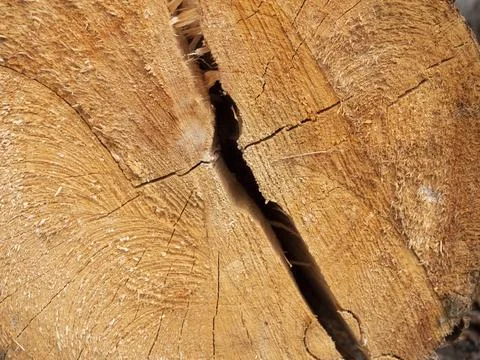 Close-up of a freshly cut tree trunk with exposed wood grain, natural crack.. Photos