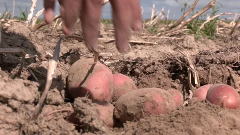 Close-up of freshly dug potatoes, covered in soil Video stock 323618292