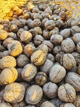 Close-up of freshly harvested walnuts. Stock Photos