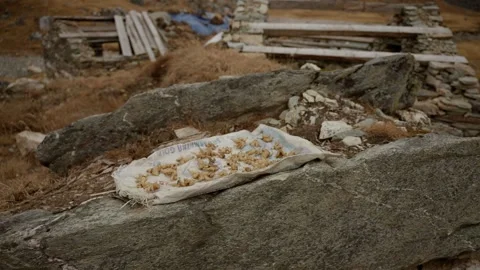 Close up of freshly harvested wild herb roots drying on a cloth sack atop Stock Footage 344183239