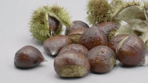 Close up freshly picked chestnuts with drops of water on the surface Video stock 141747976