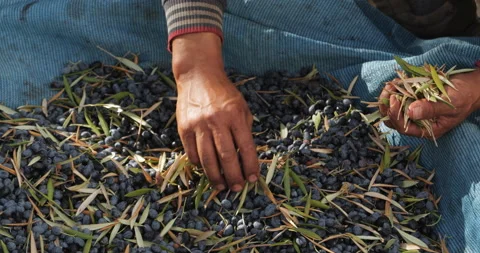 Close-up of freshly picked olives being separated from leaves and branches by Stock Footage 221706595