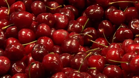 Close-up of freshly picked red cherries Vídeo Stock 237700108