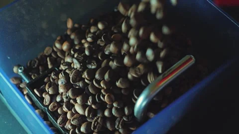 A close-up of freshly roasted coffee beans falling into the coffee machine Stock Footage 346471886