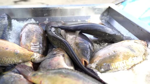 Close-up of freshly сaught fish jumping on market showcase. Stock Footage 84111044