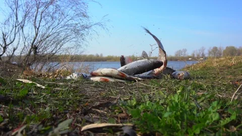 Close-up of freshly сaught  roach fish jumping on the ground. Slow motion Stock Footage 74065933