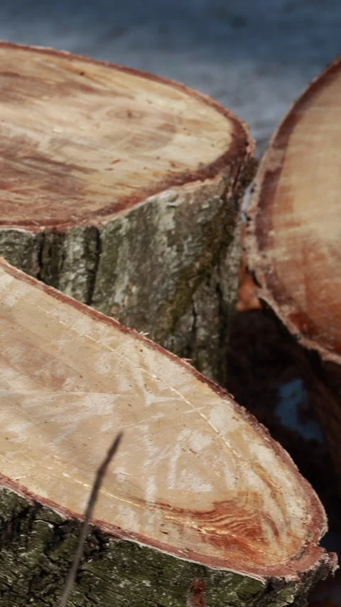 Close up of freshly sawn tree logs stacked in winter forest. Vertical 스톡 동영상 331851124