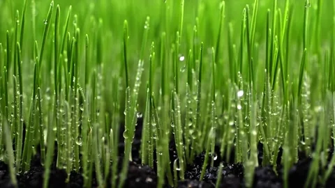 Close-up of freshly sprouted wheat as rain gently falls in slow motion. Wat.. Video stock 300260906