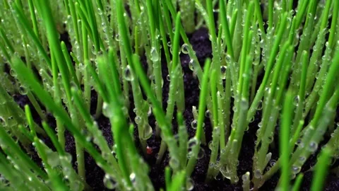 Close-up of freshly sprouted wheat with water droplets from condensation cl.. Video stock 300261032