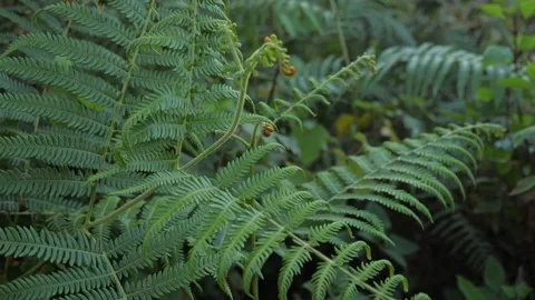 Close up of freshness fern leaf in the large forest. Stock Footage 154013982