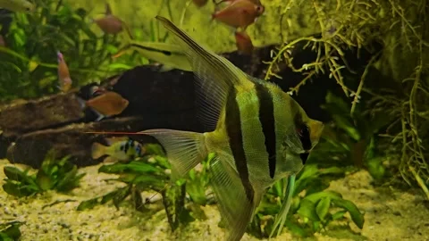 Close up of freshwater angelfish  Stock Footage 296838951