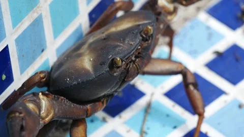 Close Up of a Freshwater Crab Stock Footage 290809431