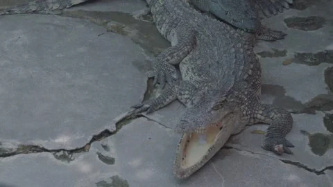 Close-Up of a Freshwater Crocodile Resting Motionless on Concrete Ground, 4K Video stock 335570926