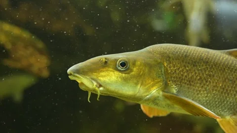 Close up of a Freshwater fish Stock Footage 258852742