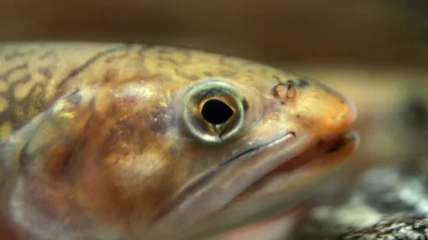 Close-up of freshwater fish with intricate patterns and textures, showcasing its 库存影片 335088486