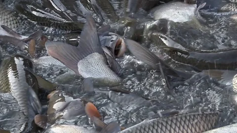 Close-up of freshwater fish in pond, fish harvest Stock Footage