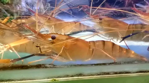 Close up of freshwater shrimp Stock Footage 292917038
