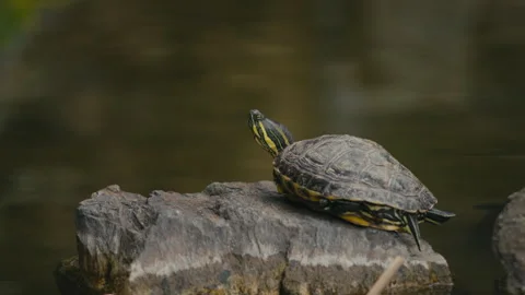 Close Up Freshwater Turtle Basking on Rock by Still Water 스톡 동영상 331149331