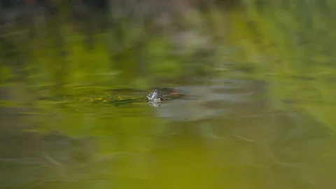 Close up of Freshwater Turtle Breaking the Surface of Calm Reflective Pond 스톡 동영상 331148761