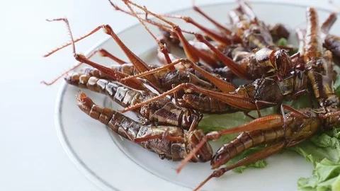 Close up of Fried insects in dish. Protein rich food Stock Footage 88608049