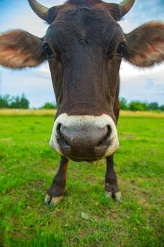 Close-Up of a Friendly Cow Stock-Fotos