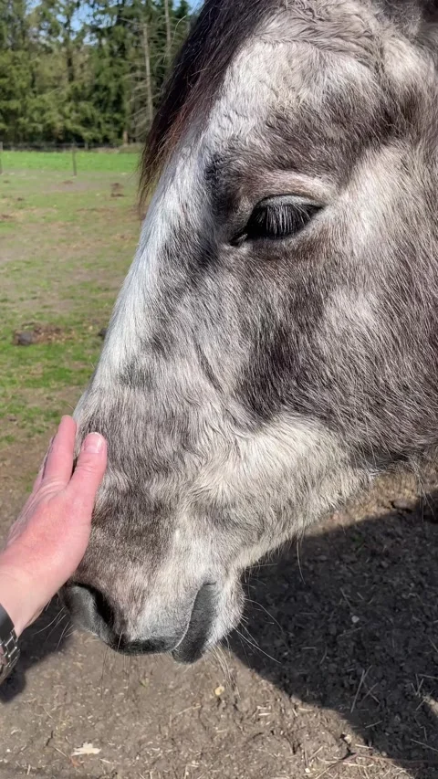 Close up of a friendly dapple gray horse being petted in a paddock on sunny day Stock Footage 334047774
