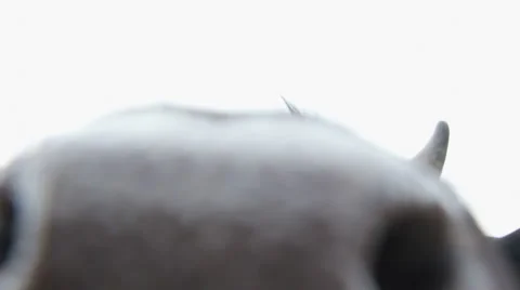 Close up with  Friesian cows Stock Footage 40099160