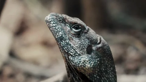 Close up of a frilled lizard head in forest Stock Footage 345546922