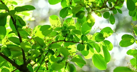 Close-up of a fringe tree in full bloom in April. 库存影片 332414634