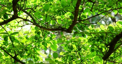 Close-up of a fringe tree in full bloom in April. 库存影片 332414639