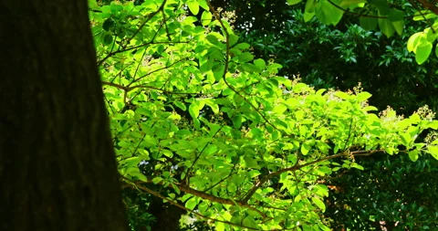 Close-up of a fringe tree in full bloom in April. 库存影片 332414646