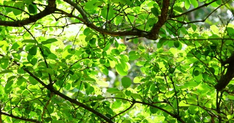 Close-up of a fringe tree in full bloom in April. 库存影片 332414650