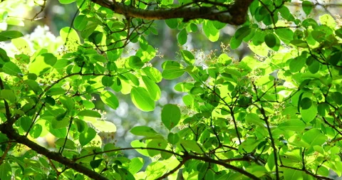 Close-up of a fringe tree in full bloom in April. 库存影片 332414684