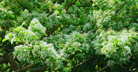 Close-up of a fringe tree in full bloom in April. 库存影片 332414757