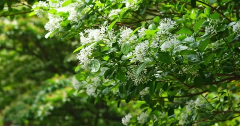 Close-up of a fringe tree in full bloom in April. 库存影片 332414778