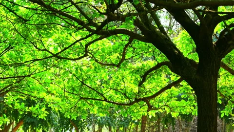 Close-up of a fringe tree in full bloom in April. 库存影片 332415160