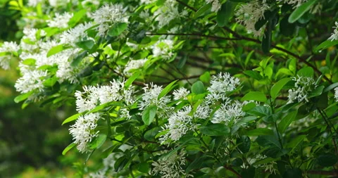 Close-up of a fringe tree in full bloom in April. 库存影片 332415161