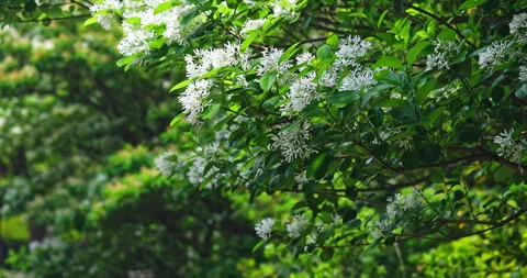 Close-up of a fringe tree in full bloom in April. 库存影片 332415215