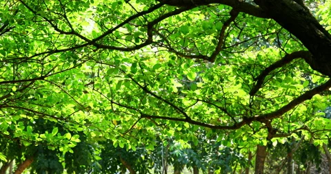 Close-up of a fringe tree in full bloom in April. 库存影片 332415813