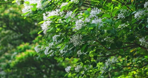 Close-up of a fringe tree in full bloom in April. 库存影片 332415814