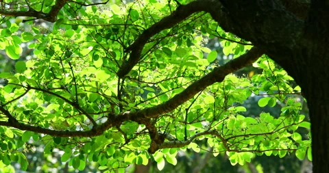 Close-up of a fringe tree in full bloom in April. 库存影片 332415949