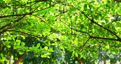 Close-up of a fringe tree in full bloom in April. 库存影片 332416166